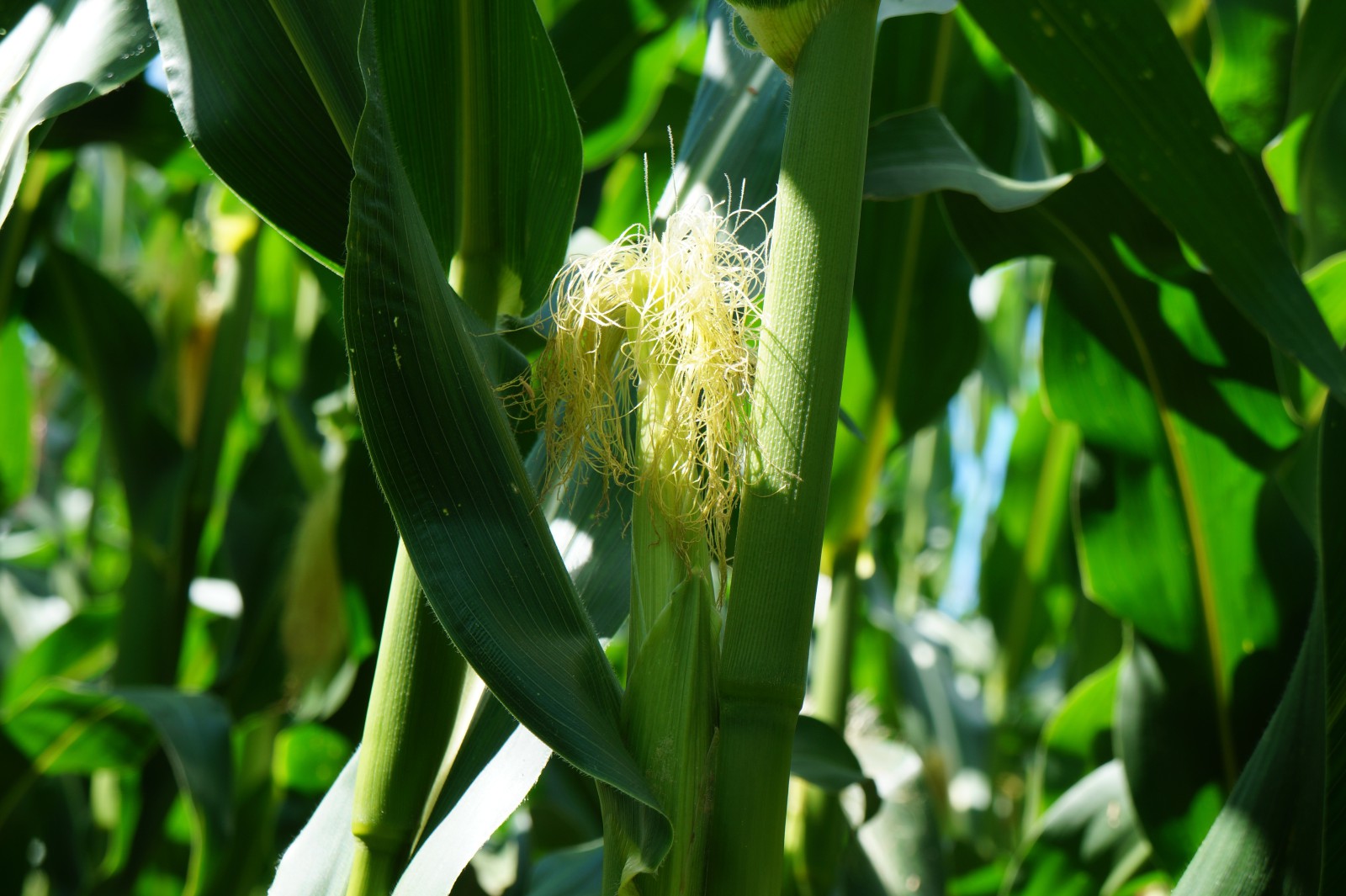 Maiskolbenhaare im Sonnenlicht Maiskolbenhaare im Sonnenlicht