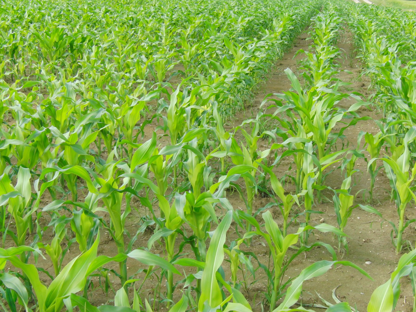 Maispflanzen im Juni Maispflanzen im Juni