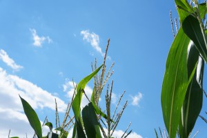 Schöne Maisblüte Schöne Maisblüte