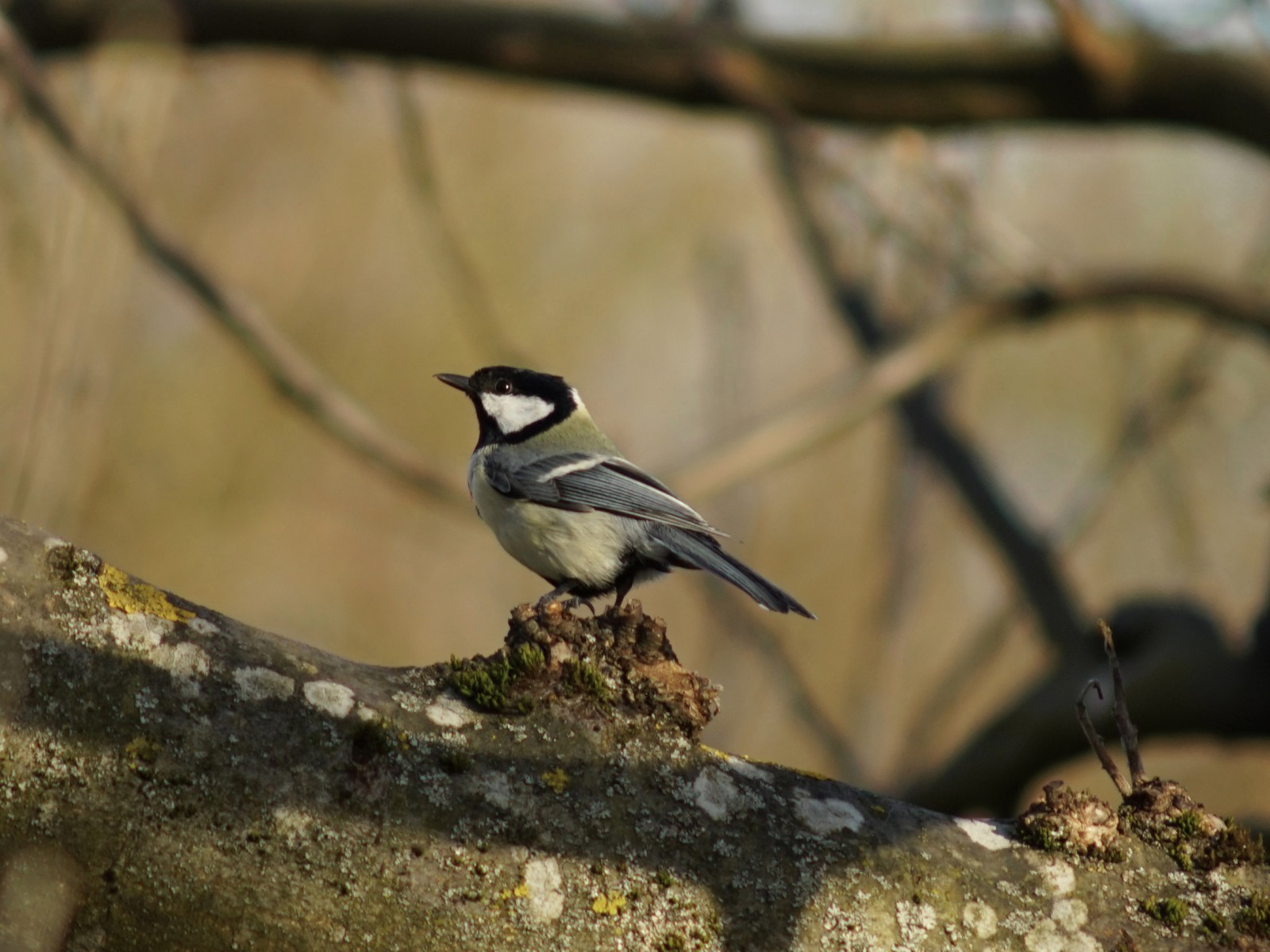 Stolze Kohlmeise  Stolze Kohlmeise