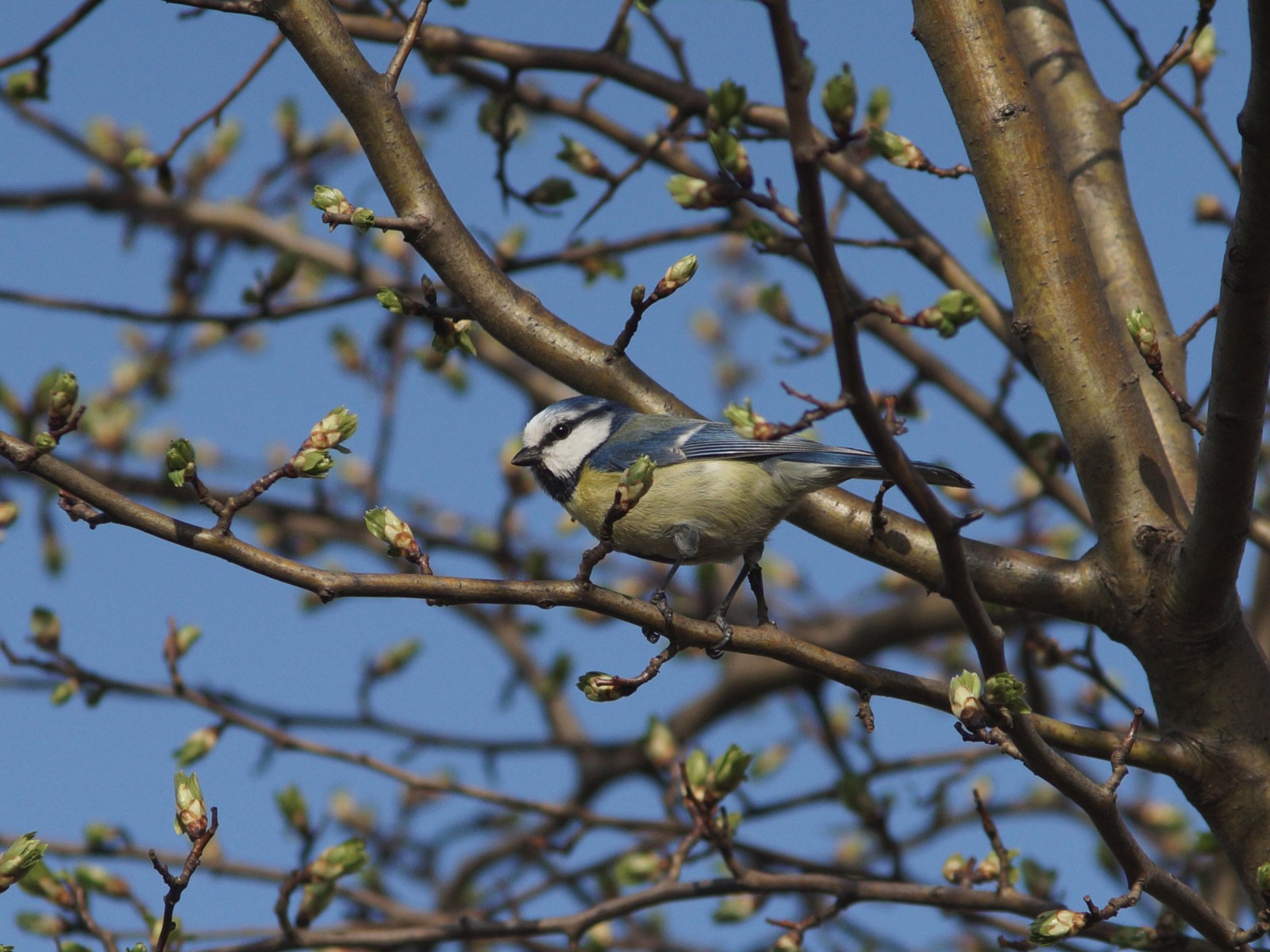 Blaumeise auf Frühlingast Blaumeise auf Frühlingast