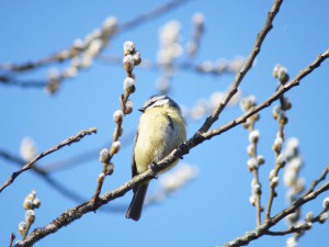 Blaumeise im Frühling Blaumeise im Frühling
