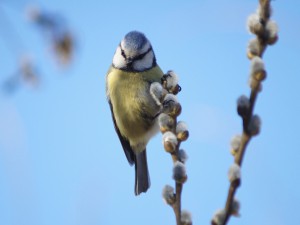 Blaumeisen-Punkie Blaumeisen-Punkie