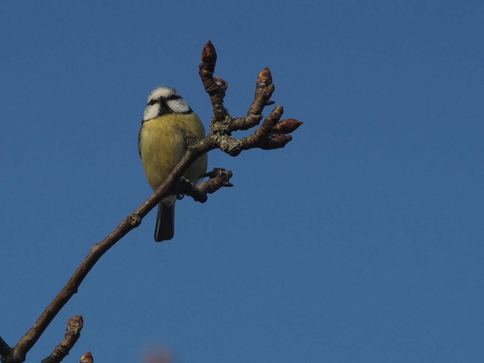 Fritzi die Blaumeise Fritzi die Blaumeise