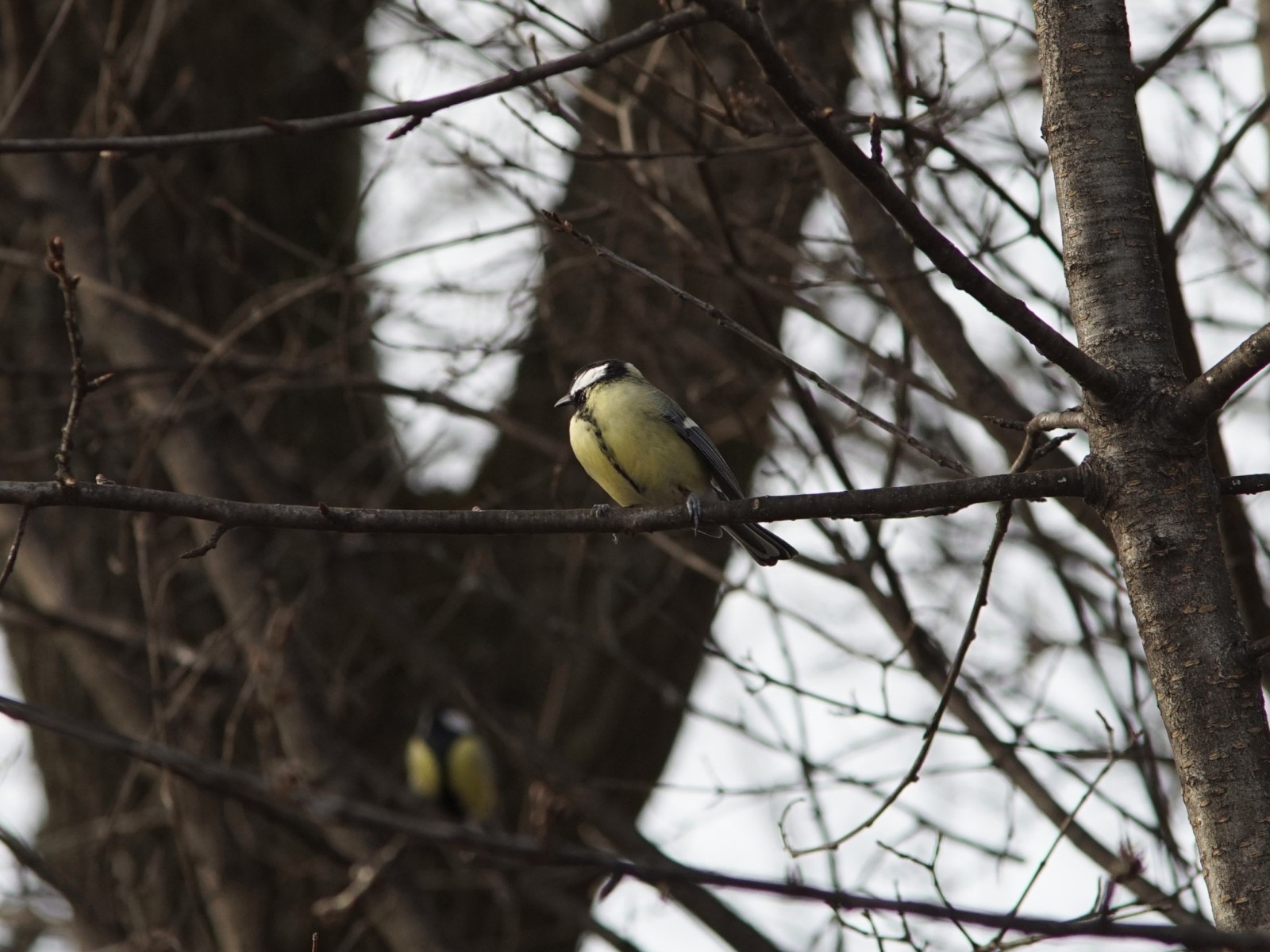 Kohlmeise auf Ast 1 Kohlmeise auf Ast 1