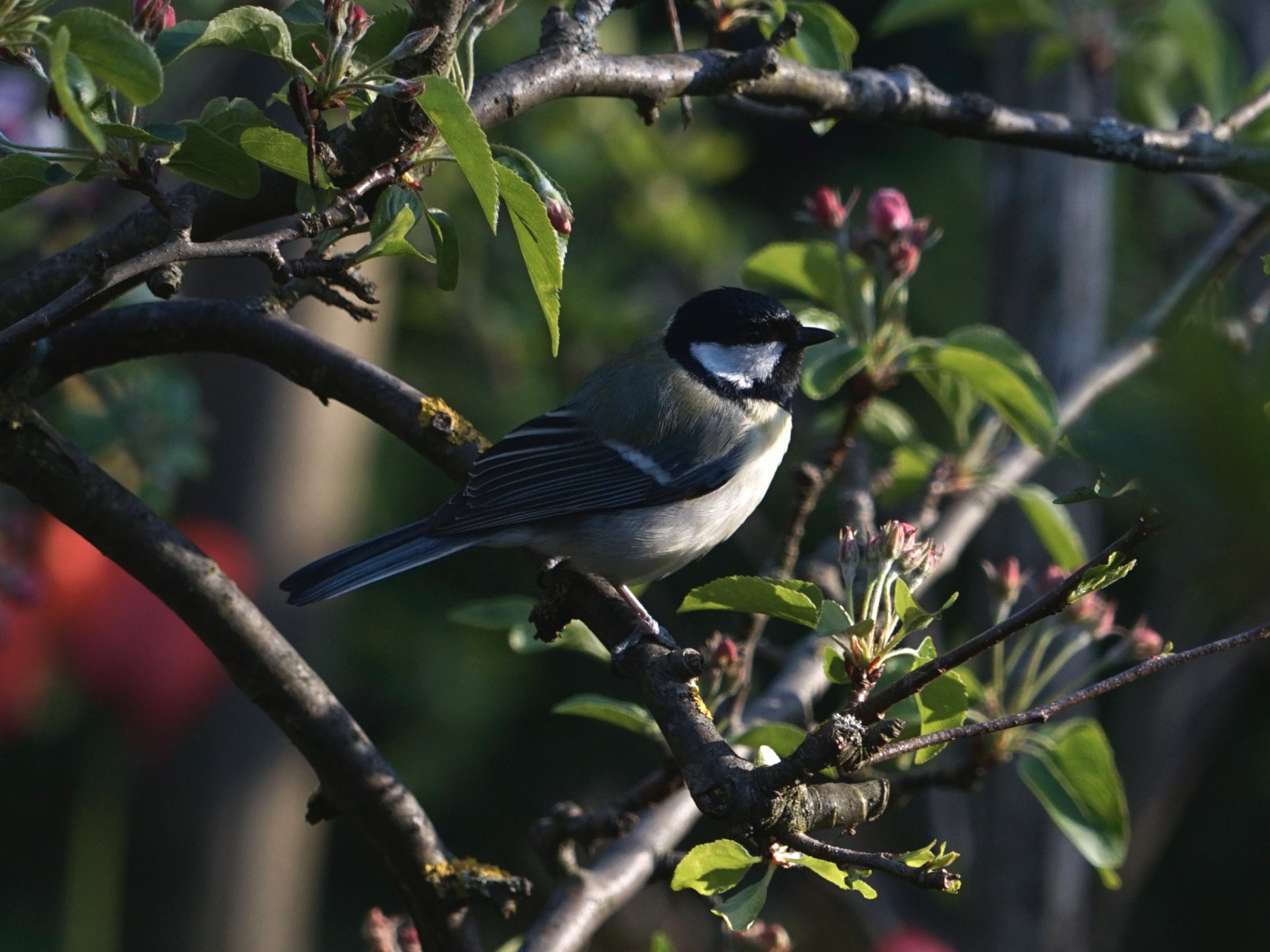 Kohlmeise auf kleinen Ast Kohlmeise auf kleinen Ast