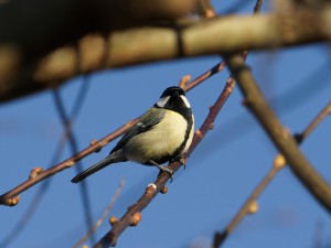 Kohlmeise auf Weidenzweig Kohlmeise auf Weidenzweig