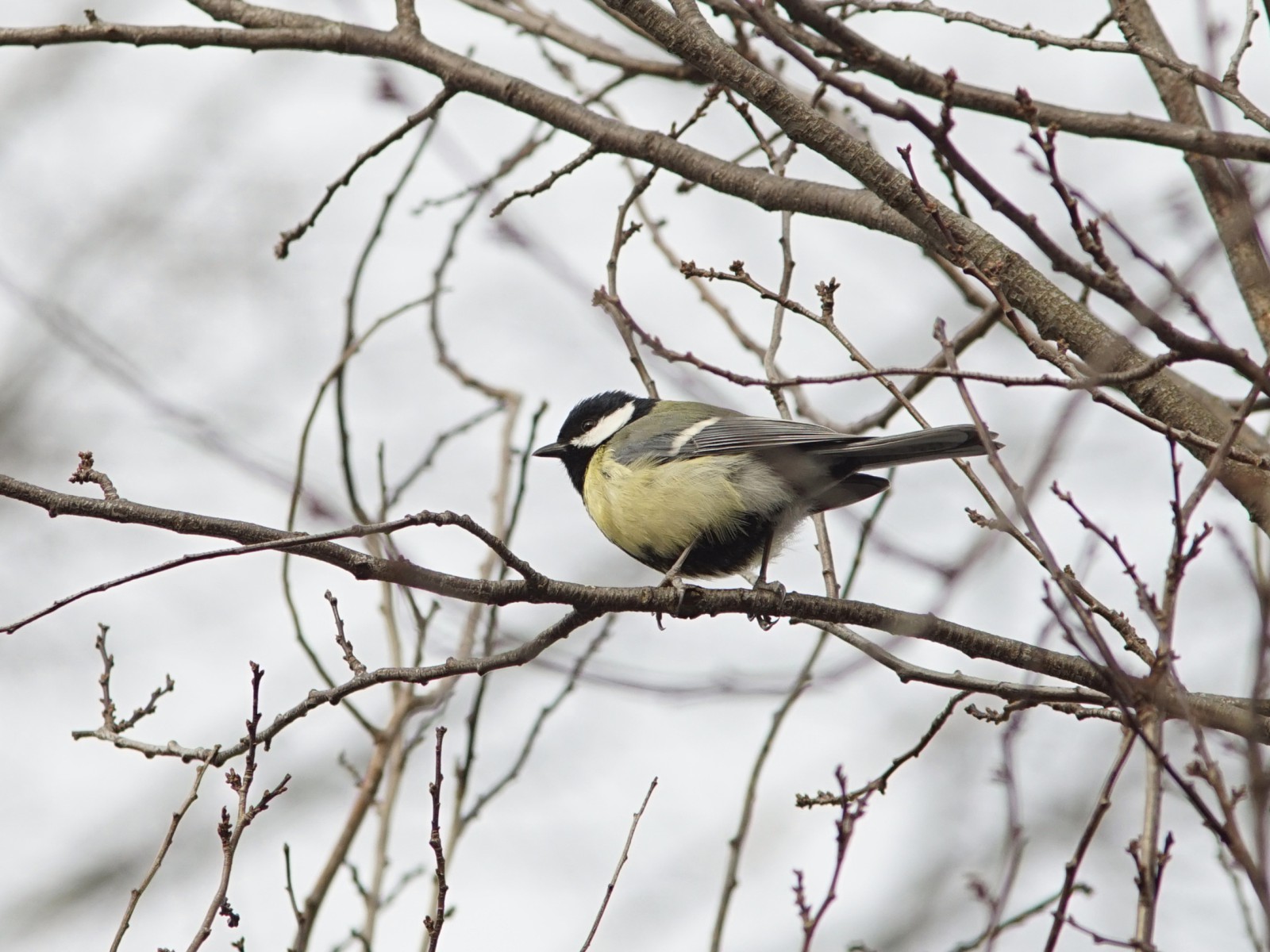 Kohlmeise hält Ausschau Kohlmeise hält Ausschau