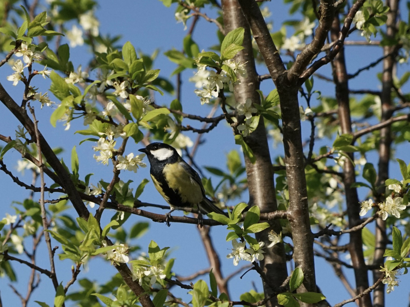Kohlmeise im blühenden Obstbaum Kohlmeise im blühenden Obstbaum