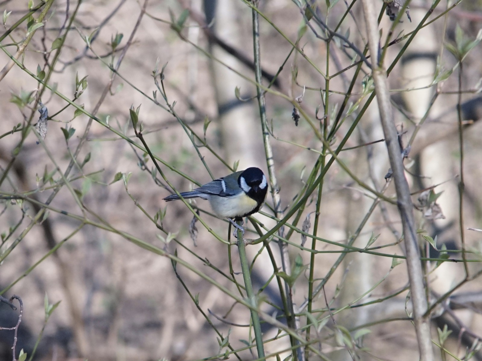 Kohlmeise im ersten grün Kohlmeise im ersten grün
