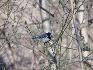 Kohlmeise im ersten grün Kohlmeise im ersten grün