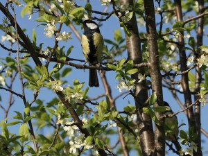 Kohlmeise im Frühling Kohlmeise im Frühling