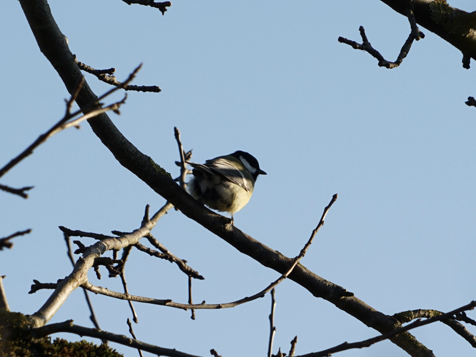 Kohlmeise im Geäst Kohlmeise im Geäst