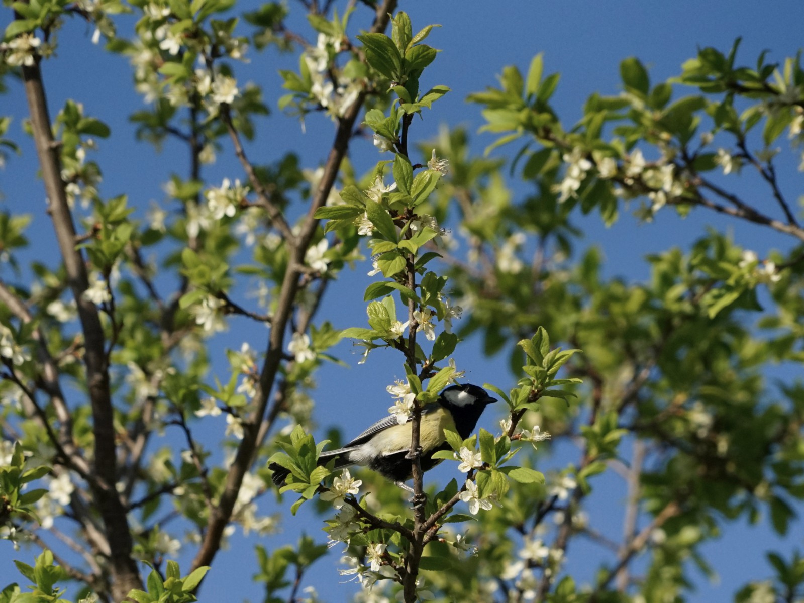 Kohlmeise in Obstblütenzweig Kohlmeise in Obstblütenzweig
