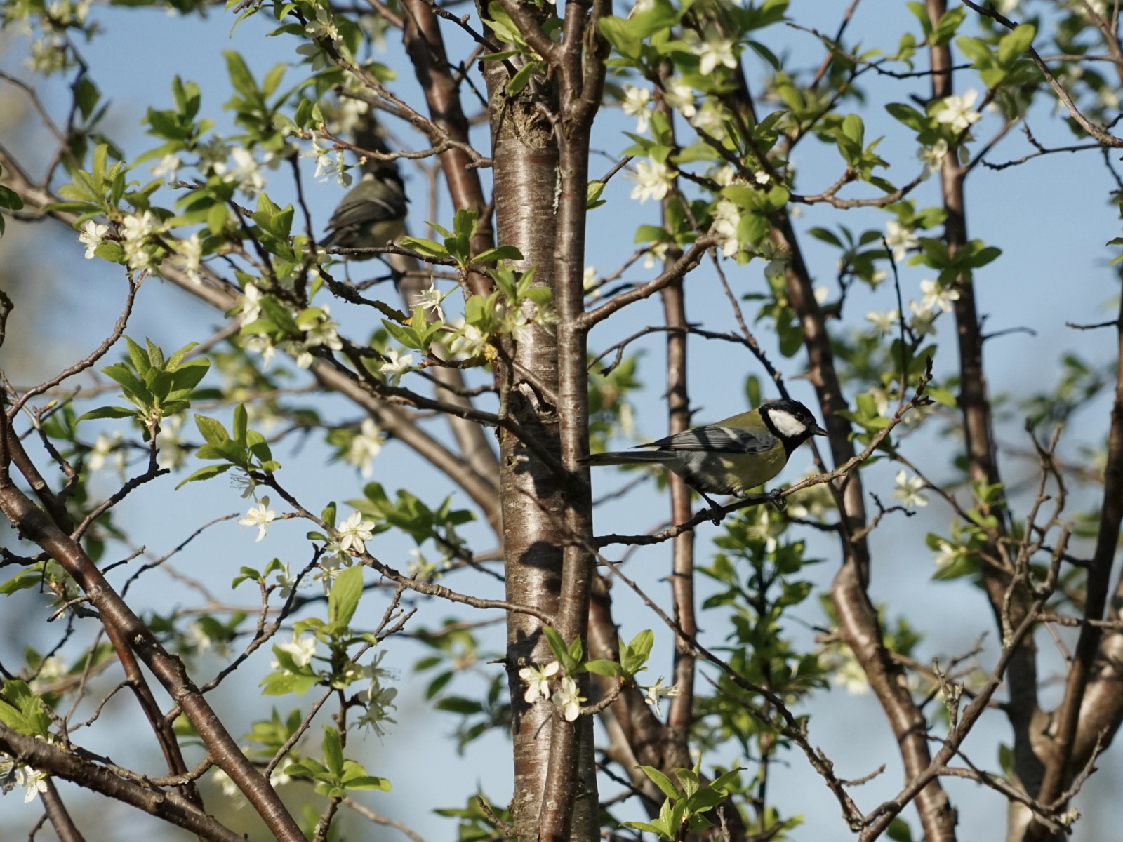 Kohlmeisen im Frühling Kohlmeisen im Frühling
