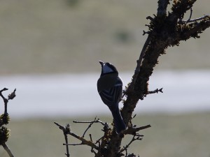 Langsam schein der Frühling zu kommen Langsam schein der Frühling zu kommen