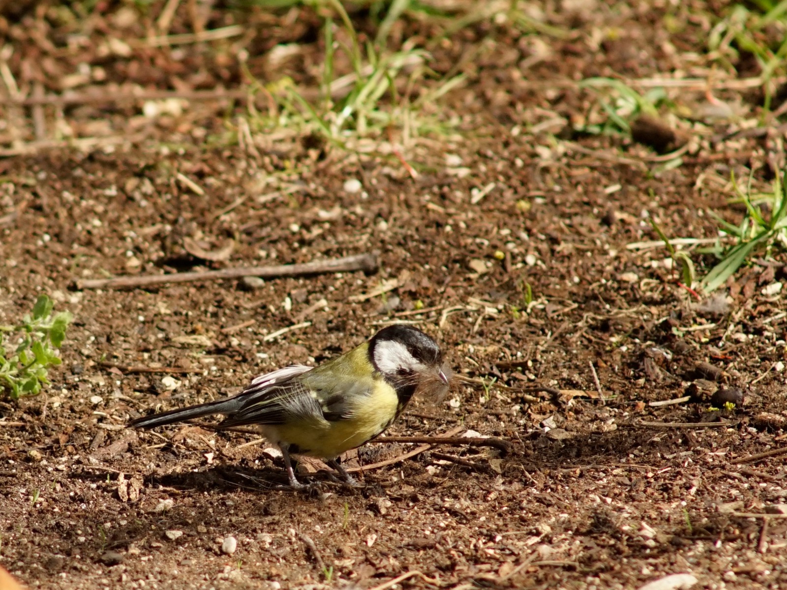 Sammeln fürs Nest Sammeln fürs Nest