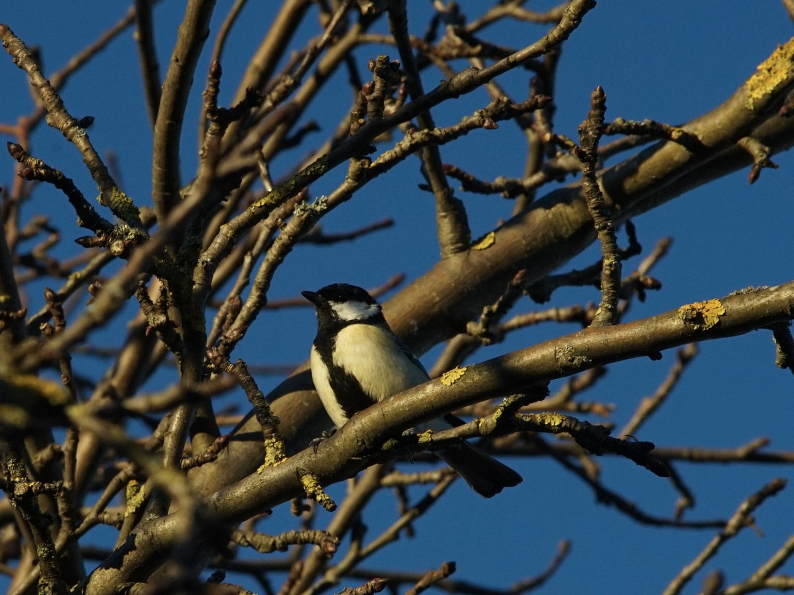 Stolze Kohlmeise Stolze Kohlmeise