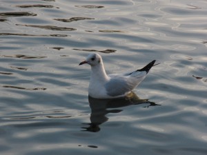 Möwe am Abend im See Möwe am Abend im See