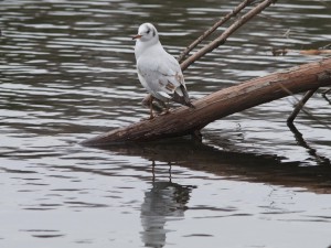 Lachmöwe auf kleinen Steg Lachmöwe auf kleinen Steg
