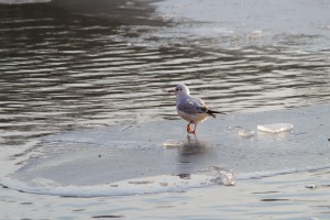 Möwe auf Eisplatte 1 Möwe auf Eisplatte 1