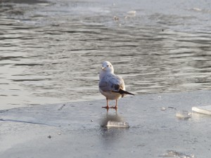 Möwe auf Eisplatte 2 Möwe auf Eisplatte 2