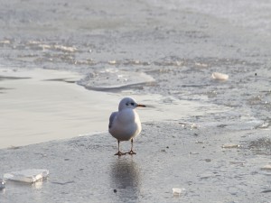 Möwe auf Eisplatte 4 Möwe auf Eisplatte 4