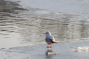 Möwe auf Eisplatte 5 Möwe auf Eisplatte 5