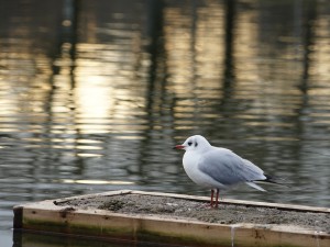 Möwe auf Entensteg (1) Möwe auf Entensteg (1)