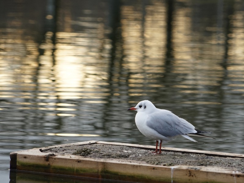  Möwe auf Entensteg (1)