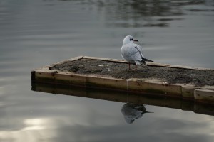 Lachmöwe auf kleinen Steg Lachmöwe auf kleinen Steg