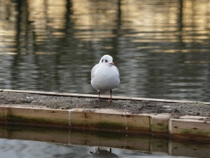 Möwe auf Entensteg (2) Möwe auf Entensteg (2)