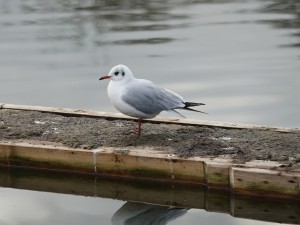 Möwe auf Entensteg (3) Möwe auf Entensteg (3)