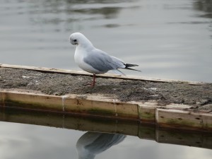 Möwe auf Entensteg (4) Möwe auf Entensteg (4)