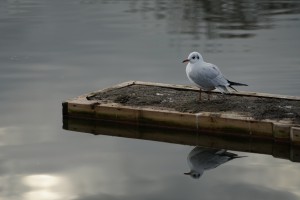 Möwe auf kleinen Steg Möwe auf kleinen Steg