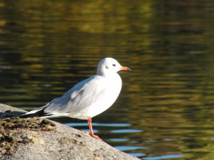 Möwe auf Stein Möwe auf Stein