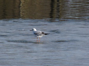 Möwe auf Taueis Möwe auf Taueis