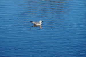 Möwe im blauen See Möwe im blauen See