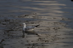 Möwe im dunklen See Möwe im dunklen See