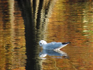 Möwe im Herbst Möwe im Herbst
