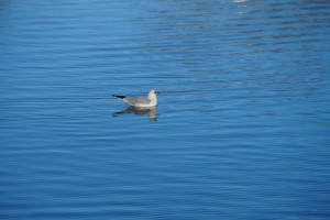 Möwe im See Möwe im See