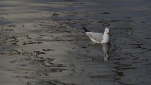 Möve im See am Abend Möve im See am Abend