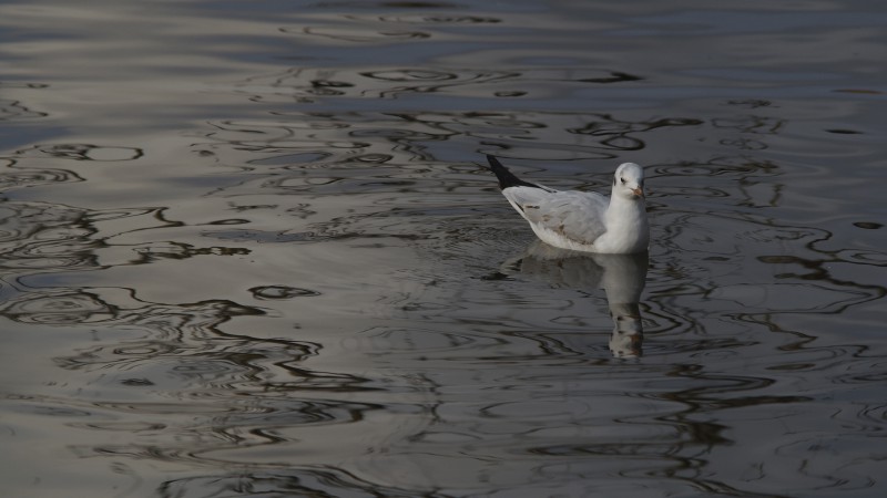  Möve im See am Abend