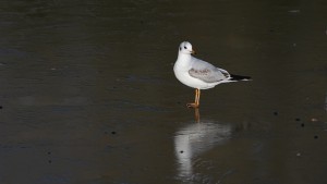 Neujahr in sicht Neujahr in sicht