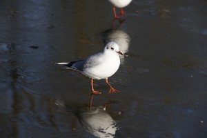Spaziergang auf dünnem Eis Spaziergang auf dünnem Eis