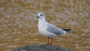 Stolze Möwe Stolze Möwe