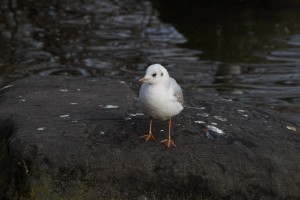 Ungemütlich hier (Möwe) Ungemütlich hier (Möwe)
