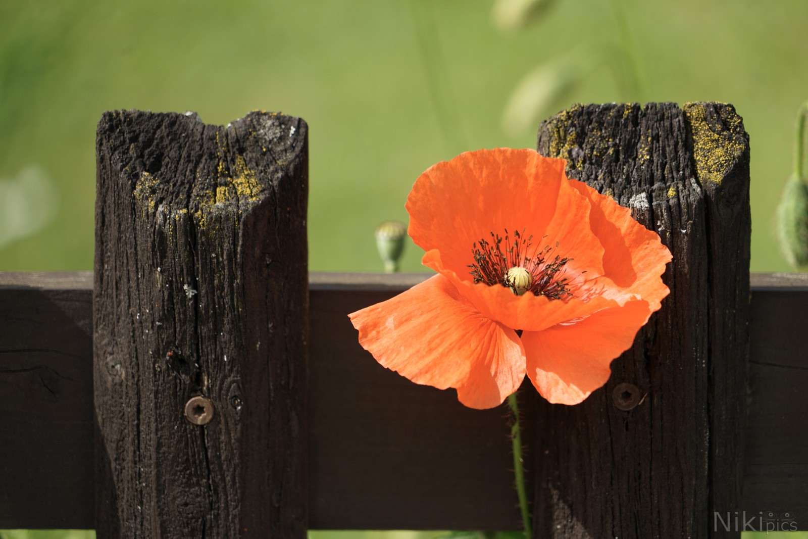 Ab durch den Zaun Ab durch den Zaun