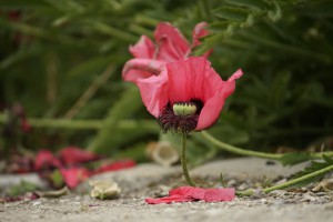 Abschied von der Blüte Abschied von der Blüte
