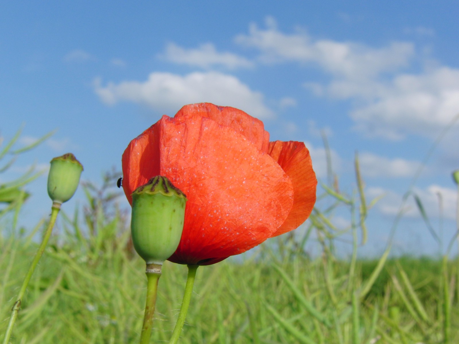 Blüte und junge Kapsel vom Klatschmohn Blüte und junge Kapsel vom Klatschmohn